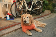 しばらく行方不明になってたみゅうちゃん