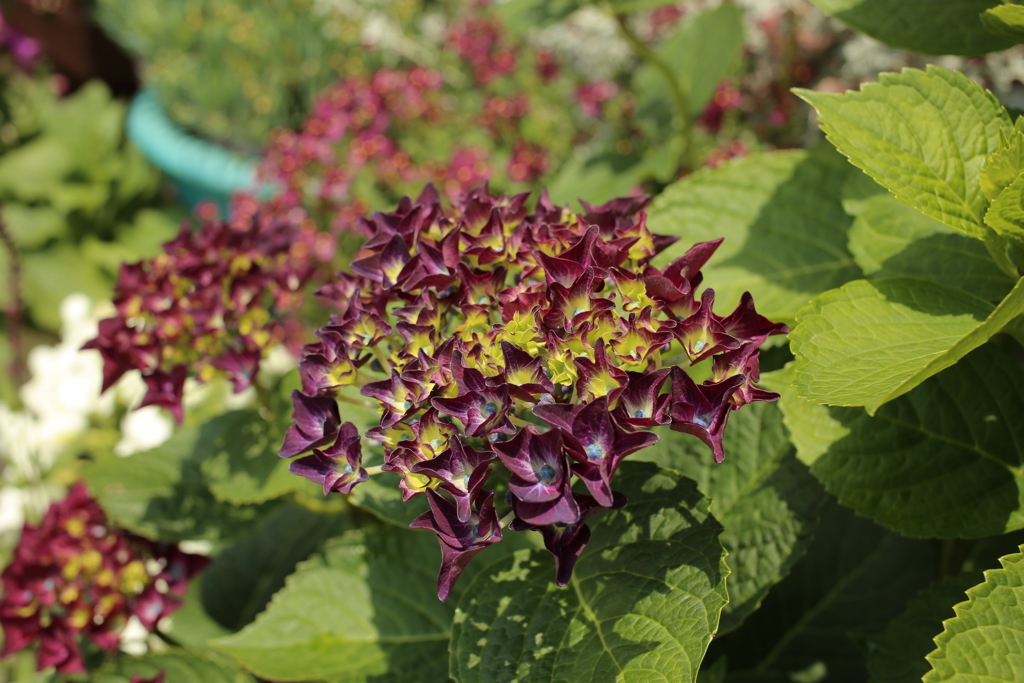 ココさん所のアジサイ