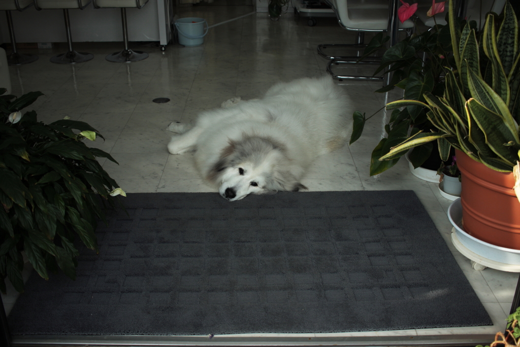 お店番してるココちゃん