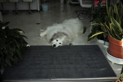 お店番してるココちゃん