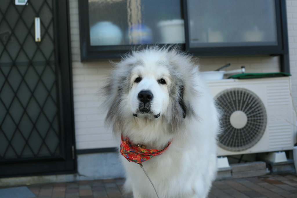 朝、番犬してるココ様