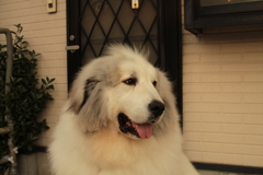 番犬してるココさん