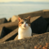 トム君