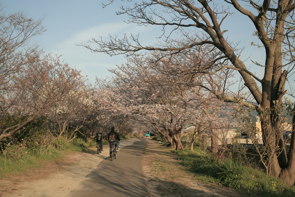 桜