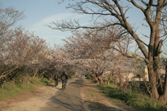 桜