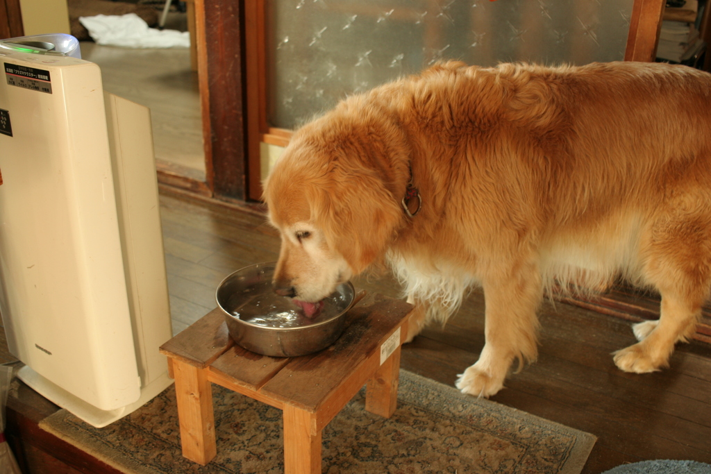 水を飲むみゅうちゃん