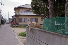 今日のダイちゃん