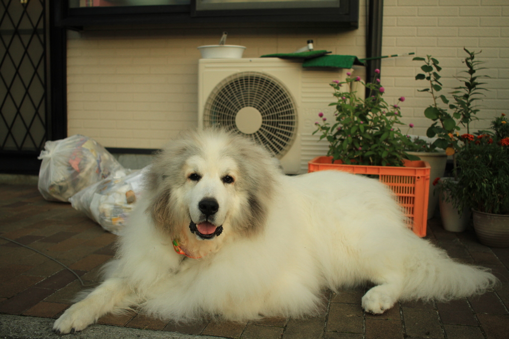 笑顔のココさん