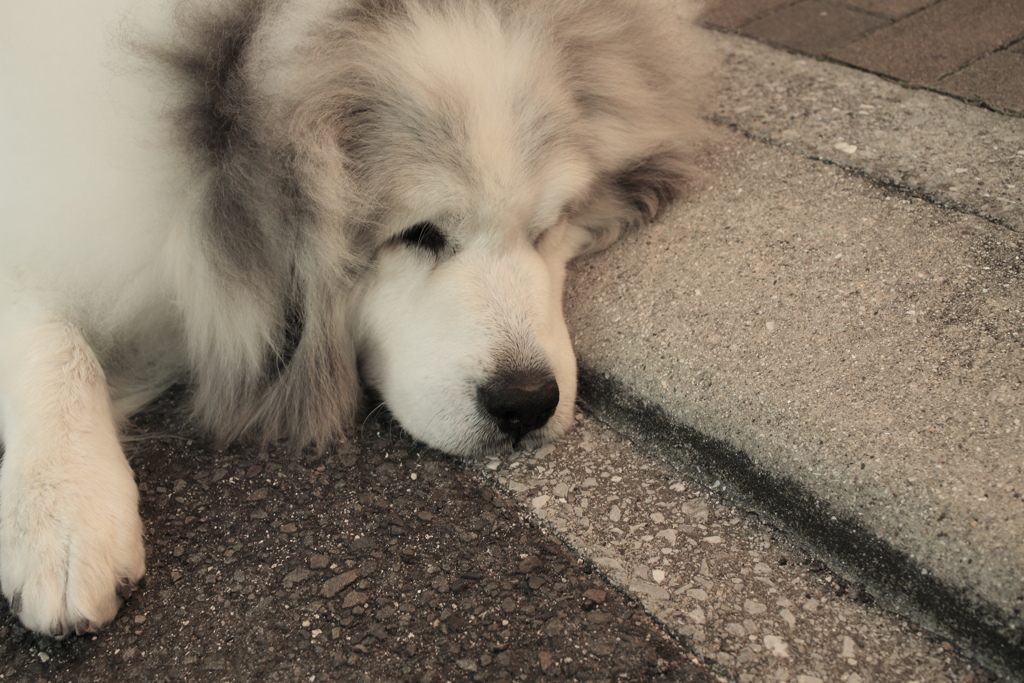 いつもかわいいココさん