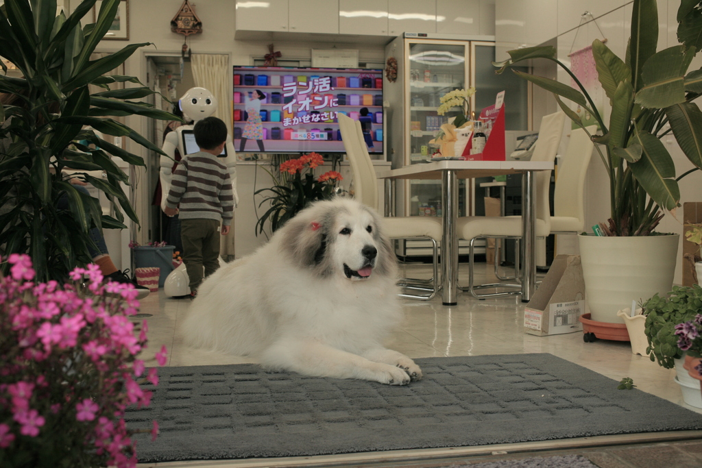 お店番してるココさん