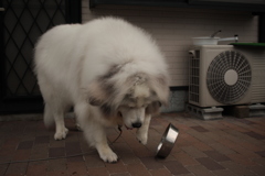 もっとご飯がほしいココちゃん