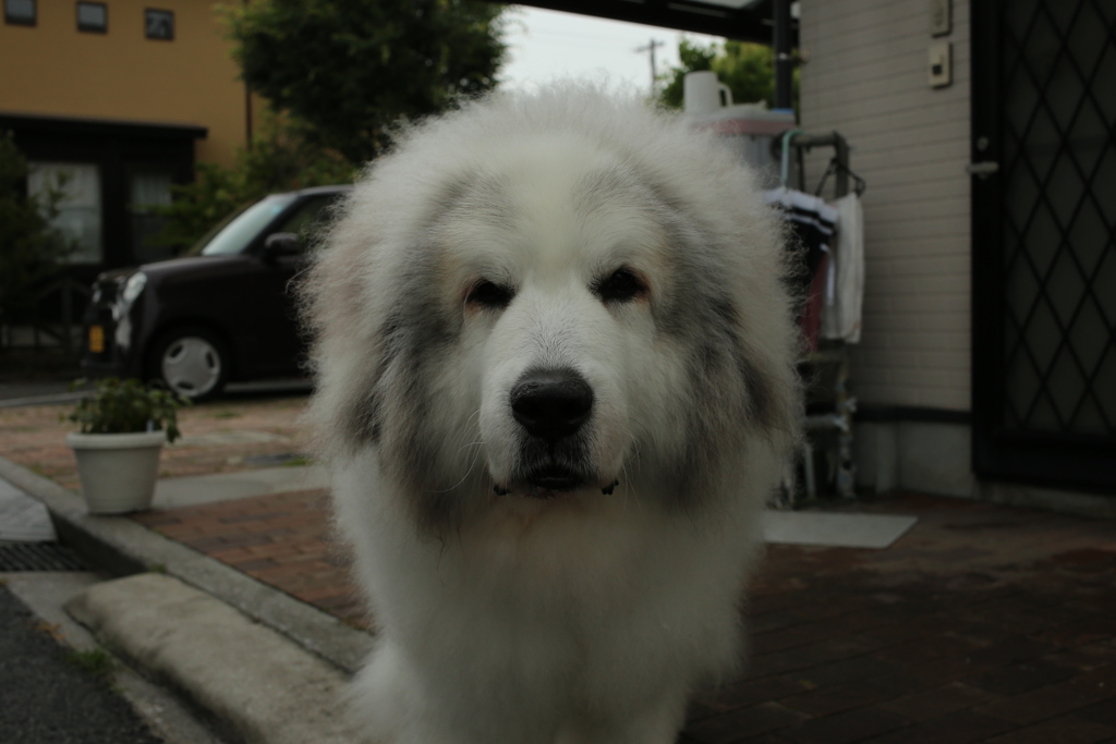 番犬してるココ様