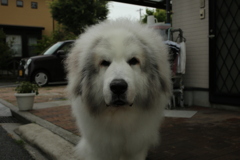 番犬してるココ様