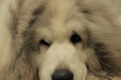 ドアップココさん