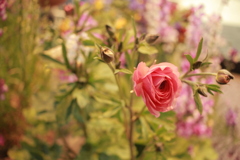 ココさん所の花