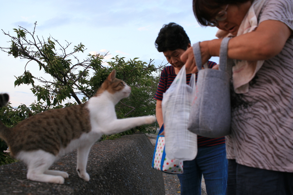 右や左のご主人様のトムくん