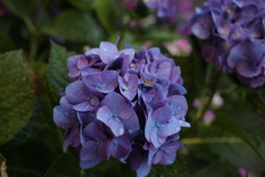 やっぱアジサイは濡れてる方がエロイな