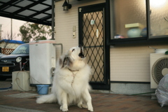 通りがかったおじさんにかまってほしいココさん