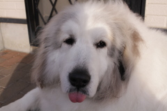 とぼけてるココさん