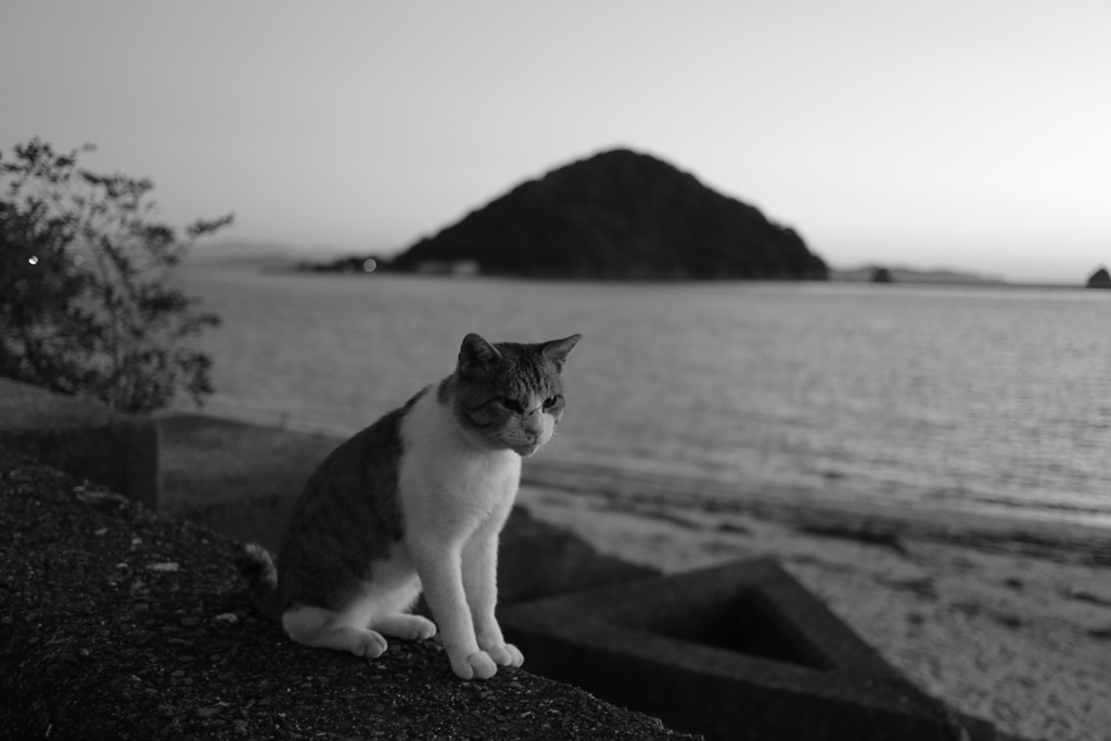 トム君