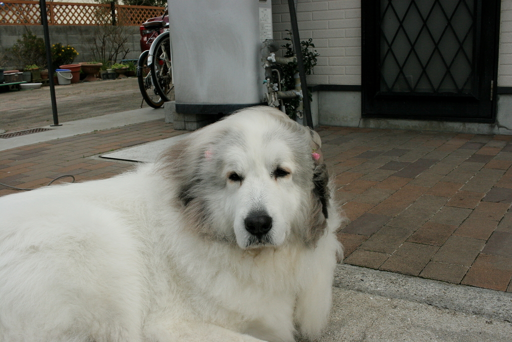 5℃にもかかわらず全く平気そうなココちゃん