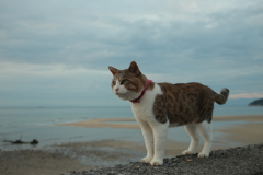 トム君
