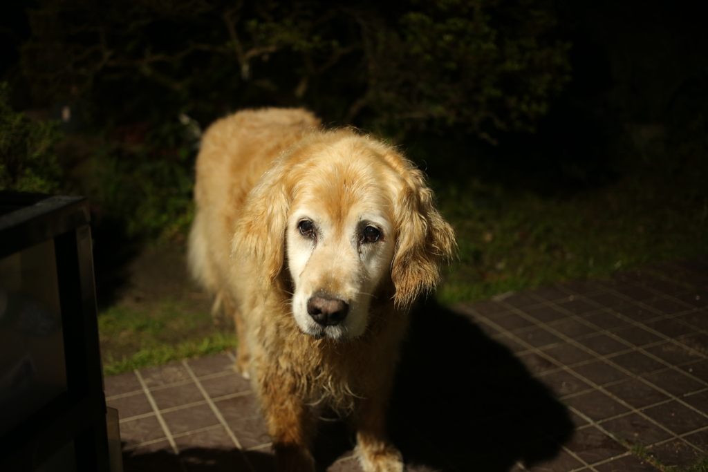 暗くなるまで浜にいたみゅうちゃん
