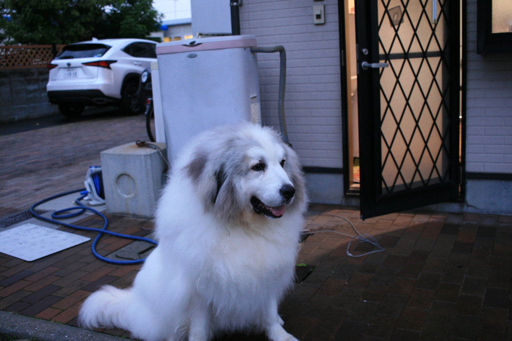 今日もかわいいココさん