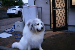 今日もかわいいココさん