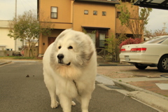 うんこさんしてすっきりしたココさん