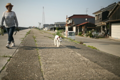 散歩中のアビィちゃん