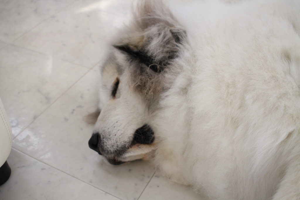 お店番してるココさん