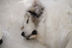 お店番してるココさん