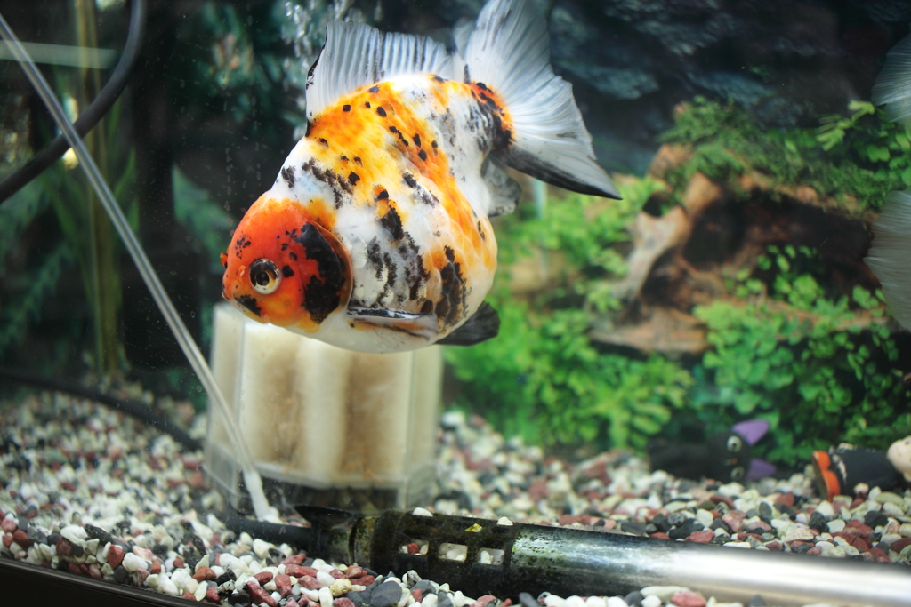 ココちゃんとこの金魚