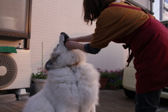田村さんにおしりのただれの薬飲ませてもらうココさん