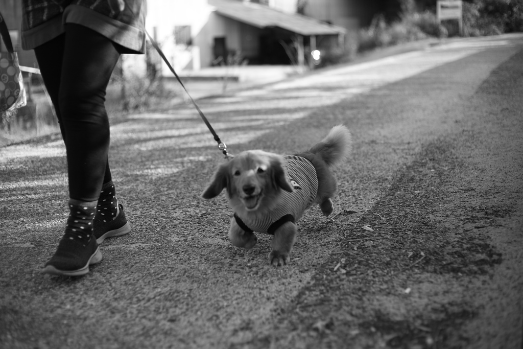 ＠2018-11-03モノクロ