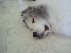 久しぶりのココさんと密接