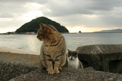 シマちゃんとグレーの子