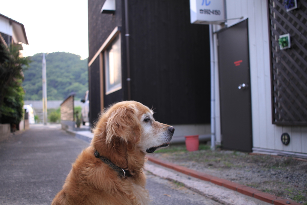 お宿番してるみゅうちゃん