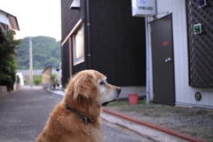 お宿番してるみゅうちゃん