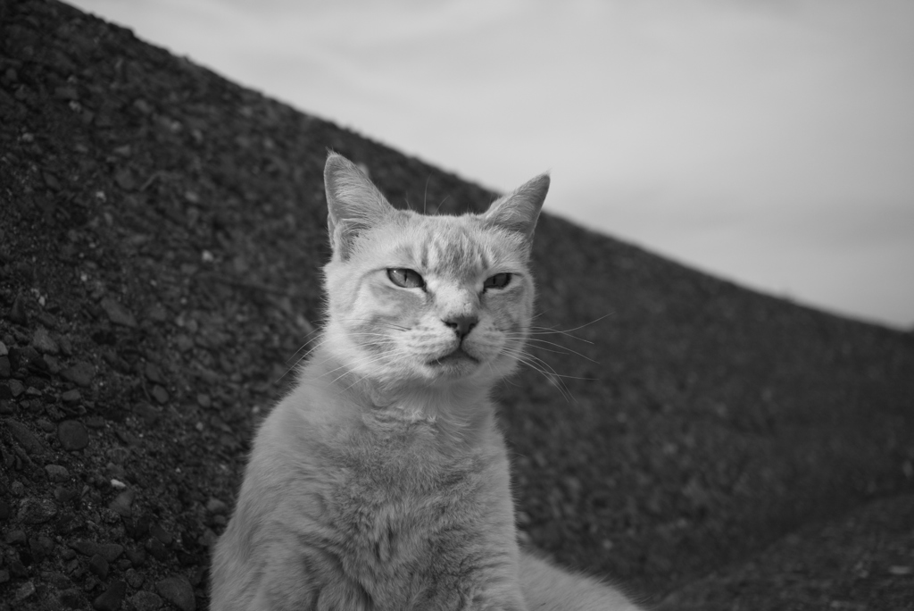 トラやんはツンデレ