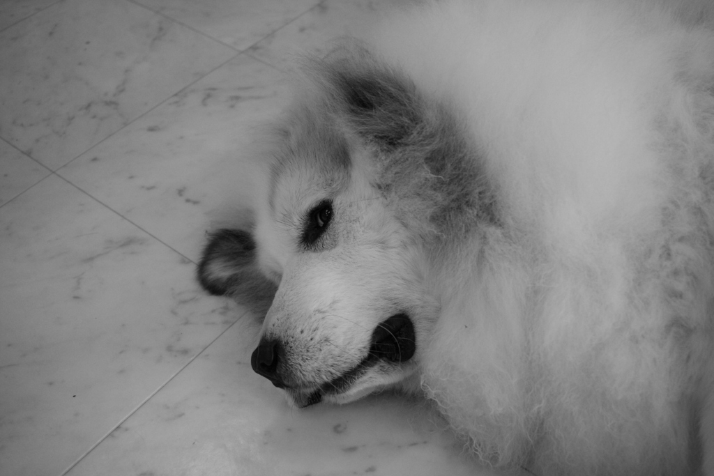 お店番してるココちゃん