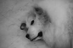 お店番してるココちゃん