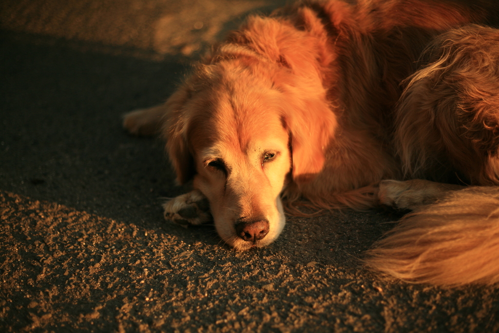 今日もお宿番してるみゅうちゃん