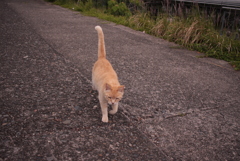 トラやんが甘えに来る