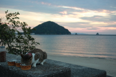 トム君