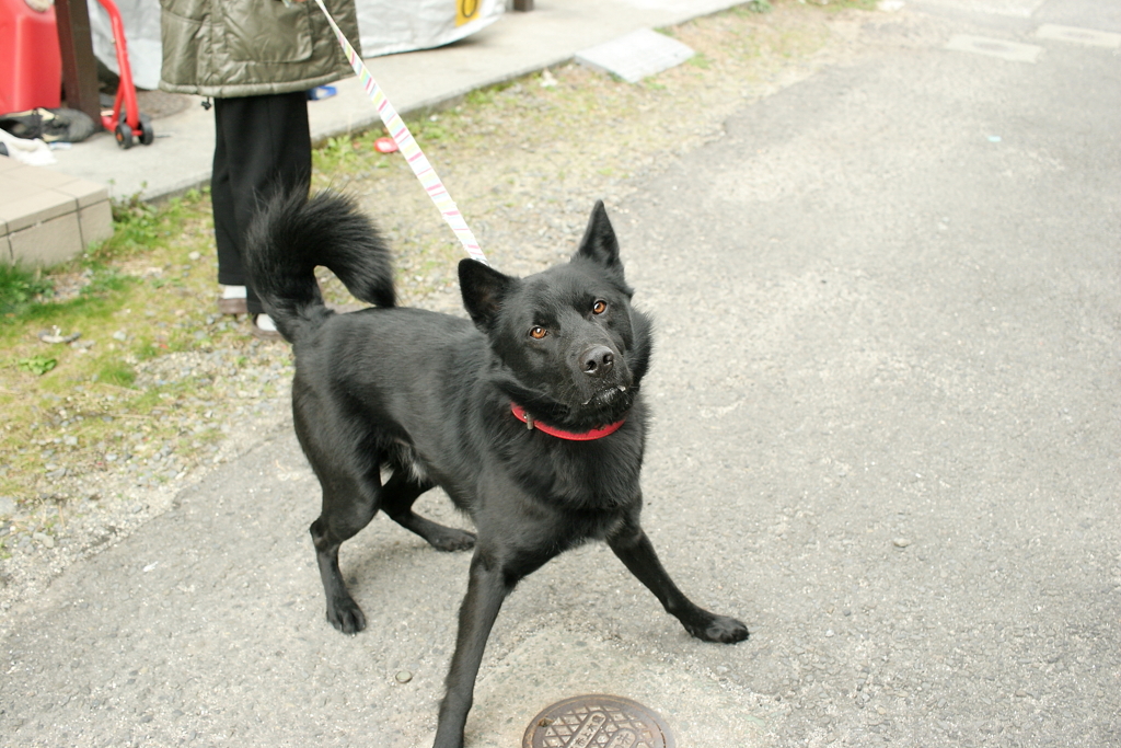 散歩中のソラちゃん