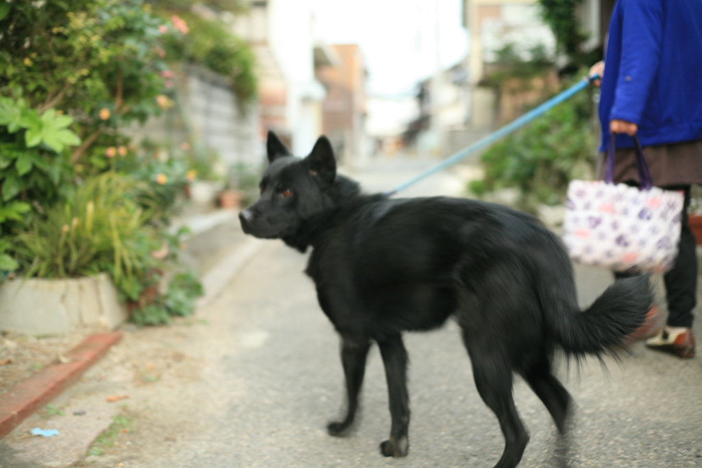 ソラちゃん　黒いから写らない