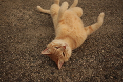 ゴロンゴロンしてるトラヤン