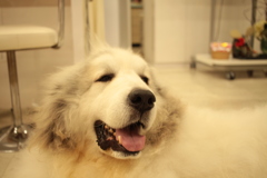 お店番してるココちゃん